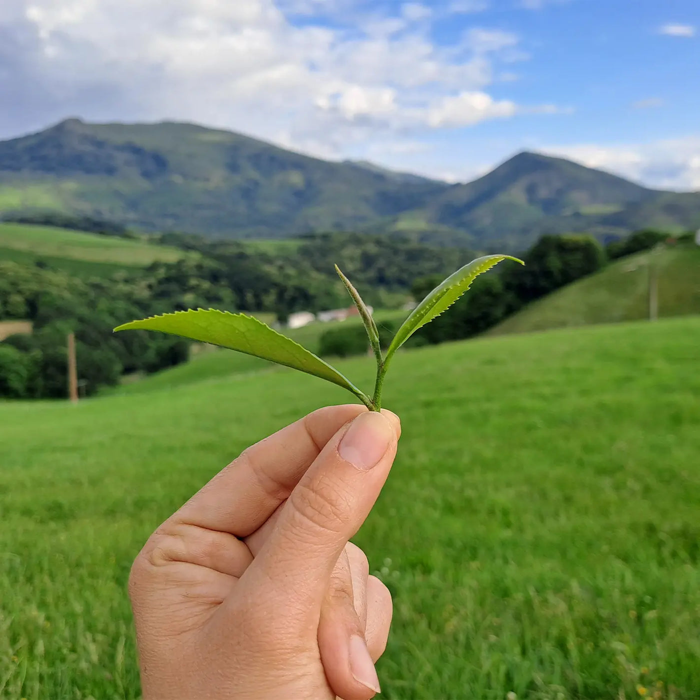 dégustation de thé à Bordeaux - planteuse de thé des Pyrénées