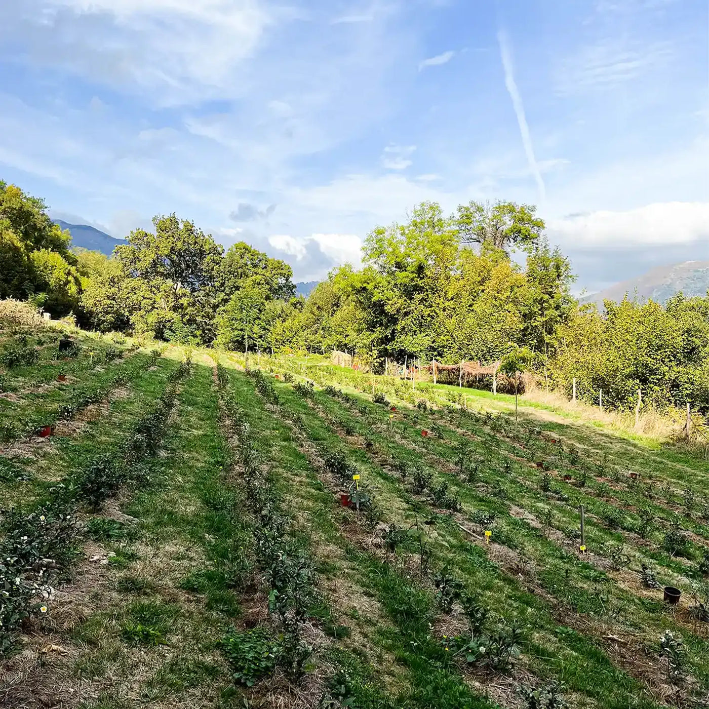 plantation de thé dans les Pyrénées : Les Terrasses de l'Arrieulat