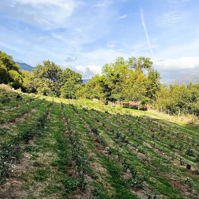 Grégory vous raconte sa visite de la plantation de thé " Les Terrasses de L'Arrieulat" dans les Pyrénées